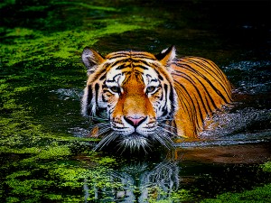 Tiger in Water